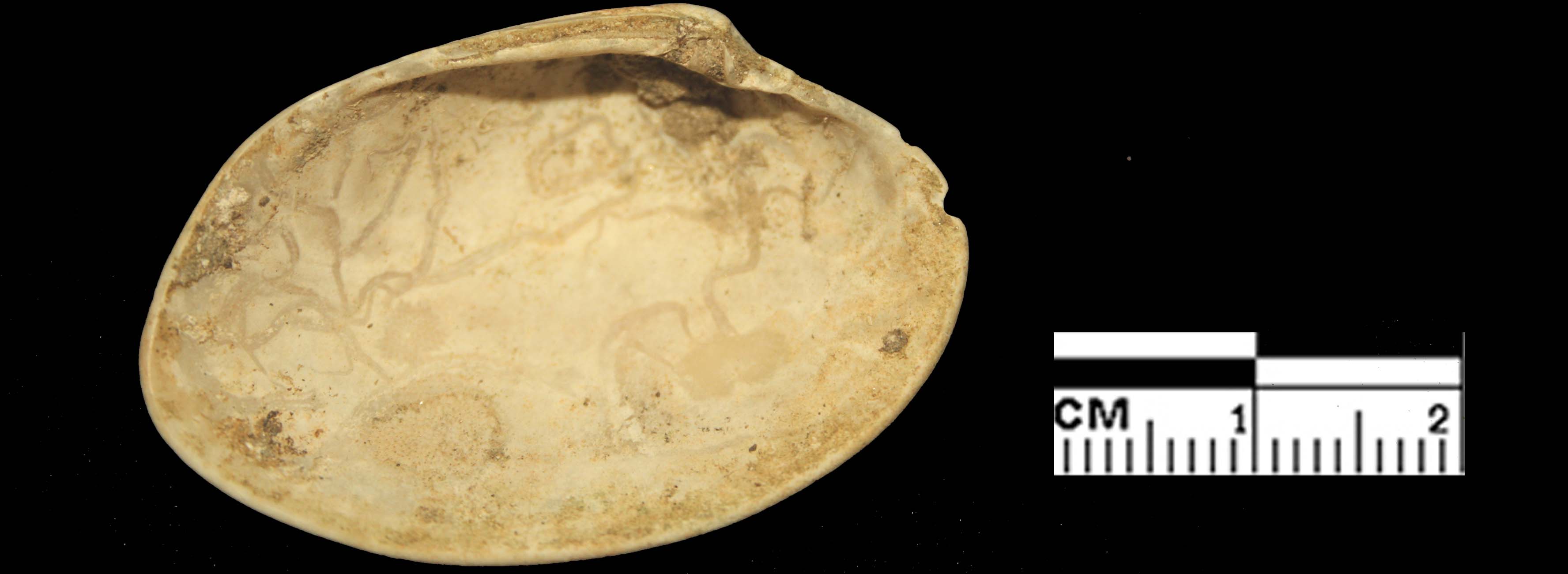 Paphia rhomboides (Pennant, 1777) - Pleistocene